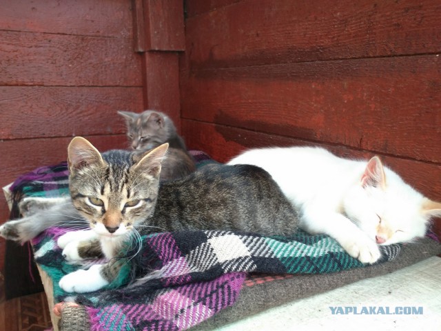 Котовторник 26.07 2016