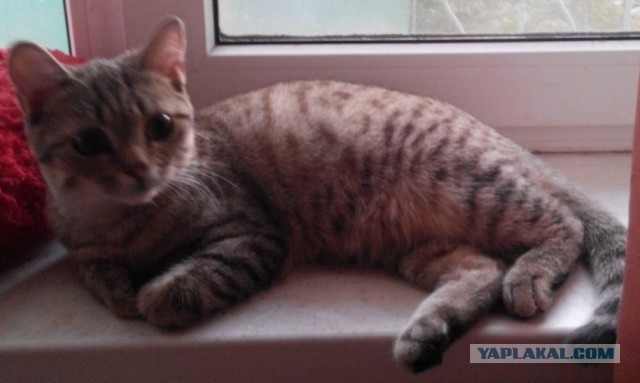 Купил котам корм в виде желе