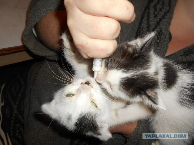 Жизнь домашнего приюта для котеек 135
