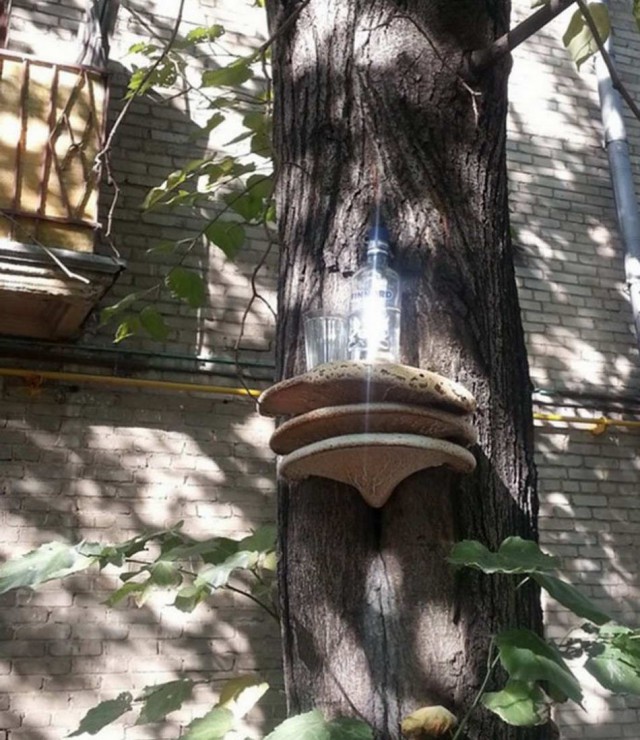 Подборка безудержного веселья