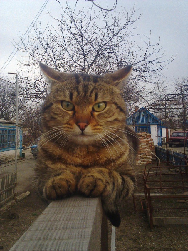 Коты и Кошки