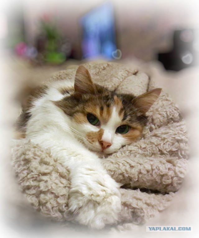 Котовторник 28.03.2017