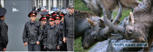 В Кемерово девушка вцепилась ногтями в лицо ДПСника, защищая пьяного мужа