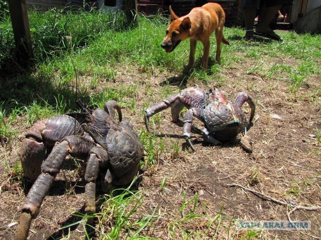 Как наложить кирпичей в лесу
