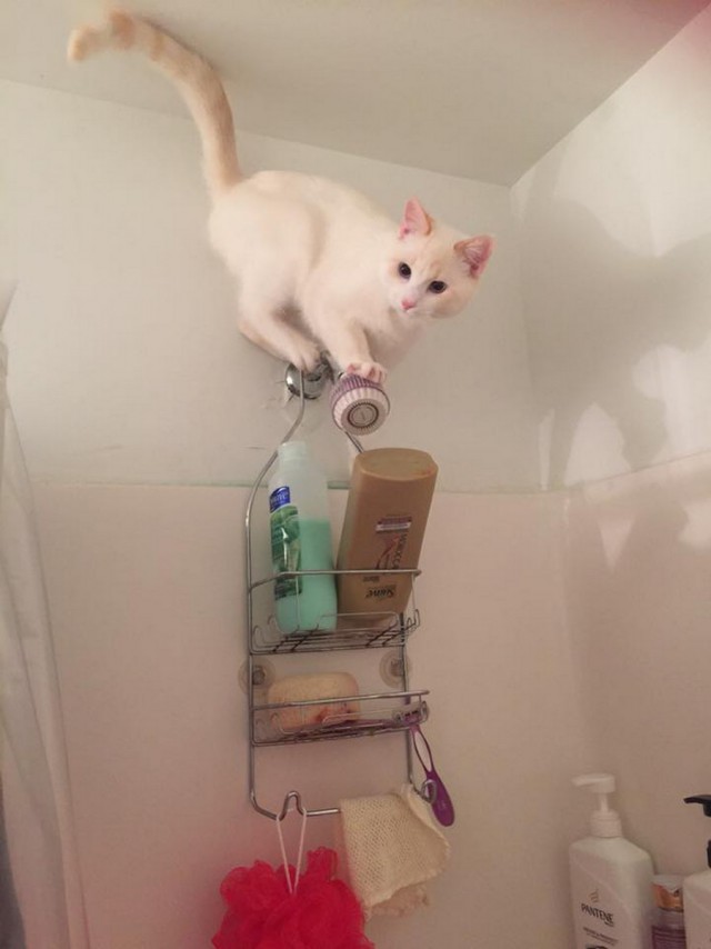 Коты и Кошки