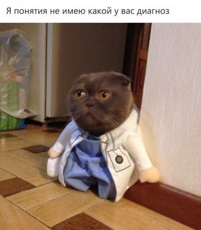 Коты. Отнюдь не ми-ми-ми.