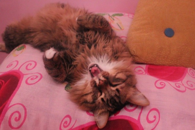 Коты и Кошки
