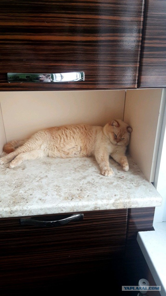 Котовторник  23.01.2018
