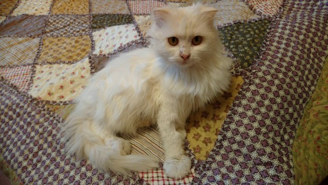 Фотобомбы котов