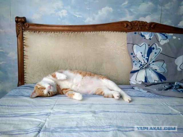 Котовторник ждали? А вот и он!