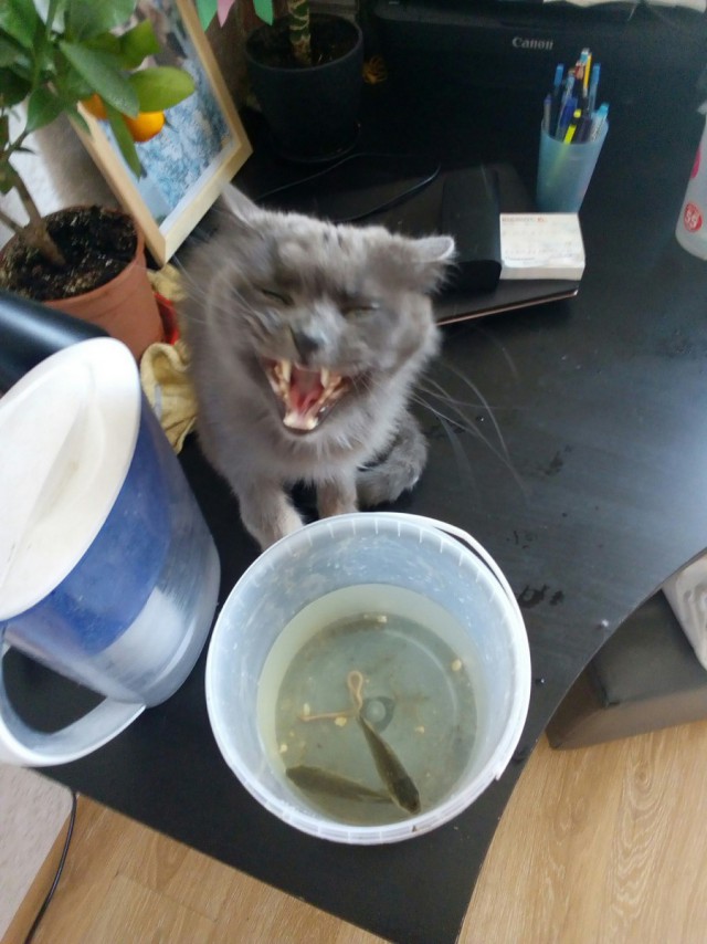Прикольных котов пост