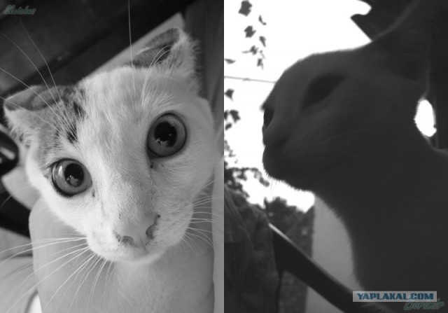 Котовторник на ЯПлакалъ (27.05.08), прикольные коты, добавляем свои!