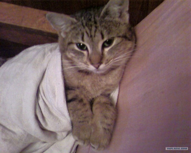 Котовторник на ЯПлакалъ (15.07.2008)