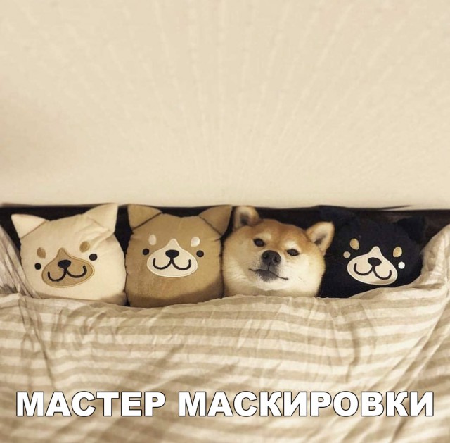 Опять обдолбался, паршивец!?