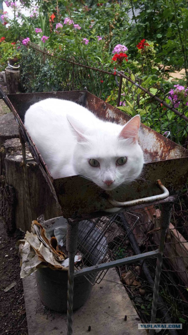 Котовторник 07.08.2018