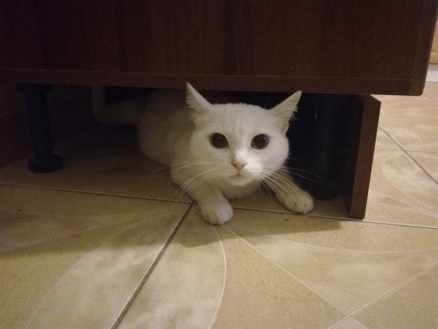 Прикольных котов пост