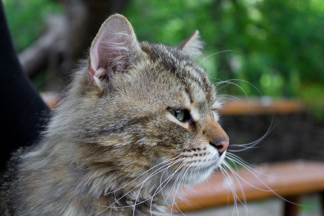 Начинаем котовторник!
