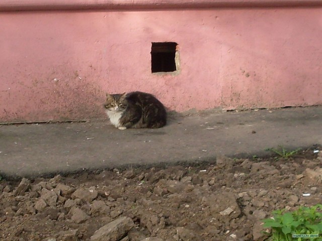 Котовторник  07.06.11
