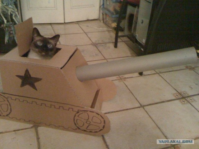 Котовторник объявляется открытым!