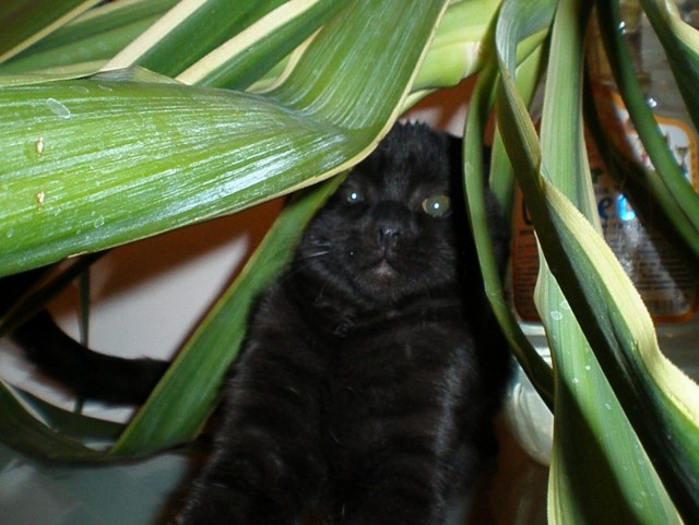 Котовторник! 11.10.11