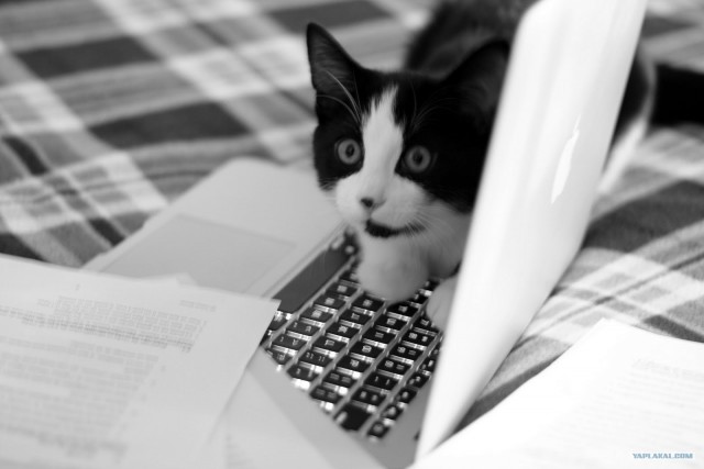 Котовторник (07.02.2012)