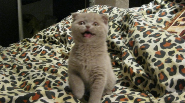Котовторник (21.02.2012)