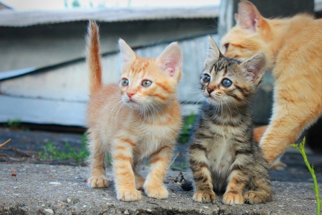 Котовторник 20.03.2012