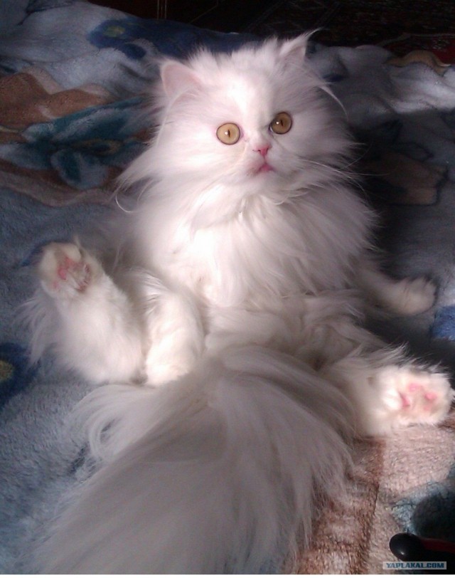 Котовторник  от 3.04.2012
