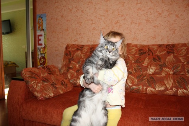 Котовторник  28.08.12