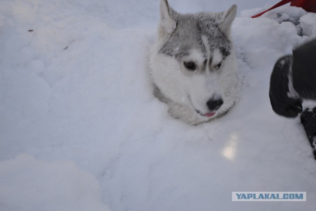 Фотографии, после которых вы захотите завести себе хаски