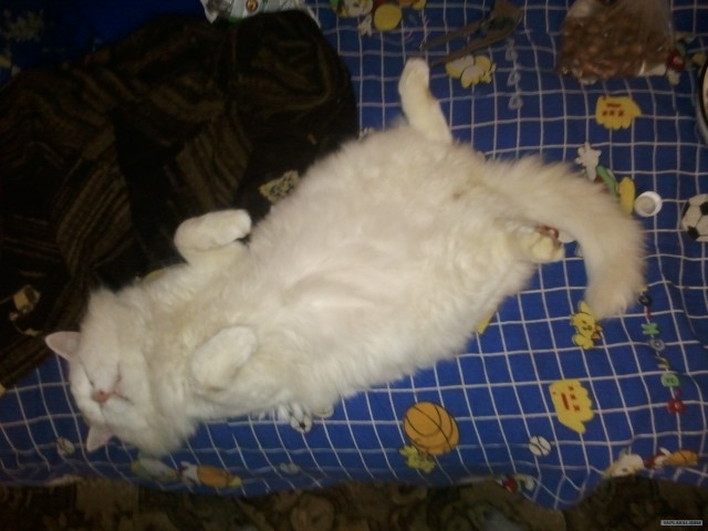 Котовторник 30.10.2012