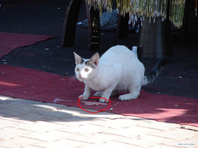 Про котов и про КОТА