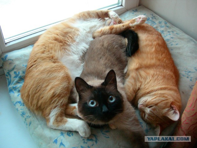 Котовторник 26.02.2019