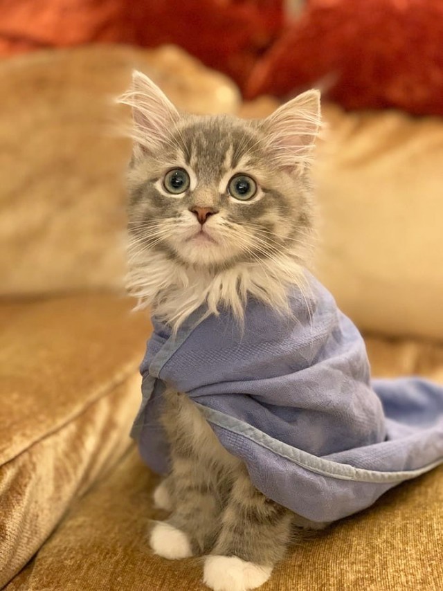 Забавные фото котеек