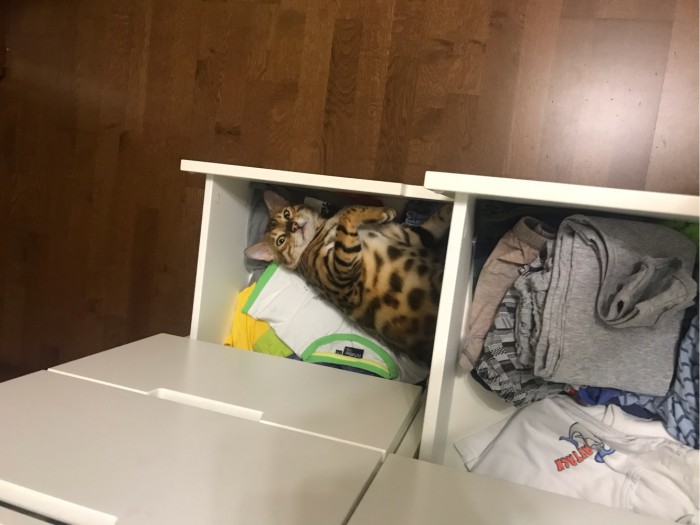8 основных законов котиков