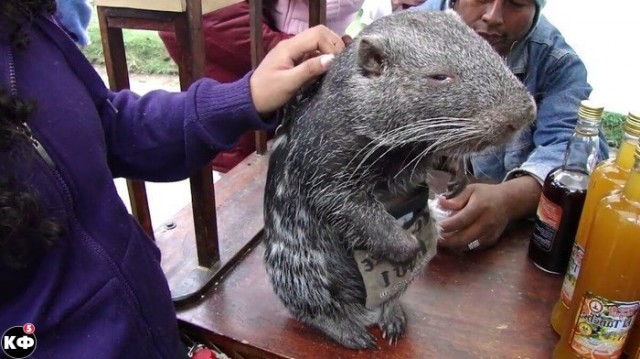Эти забавные животные