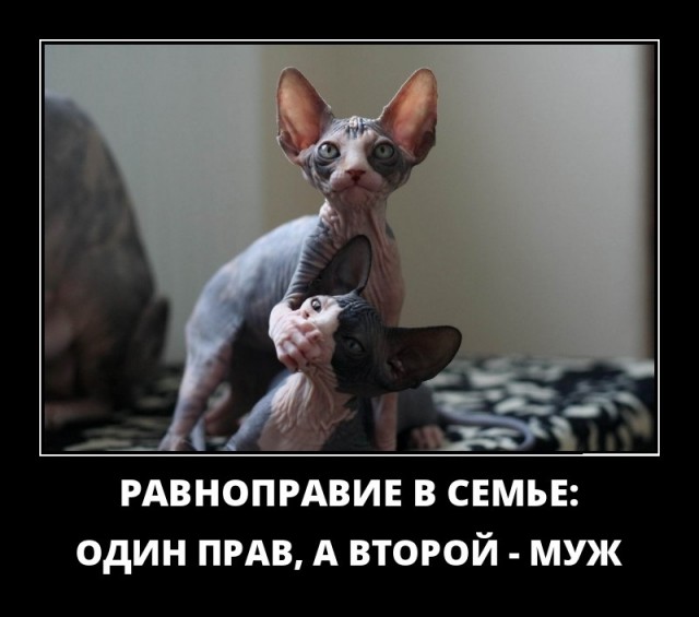 Юмор в картинках