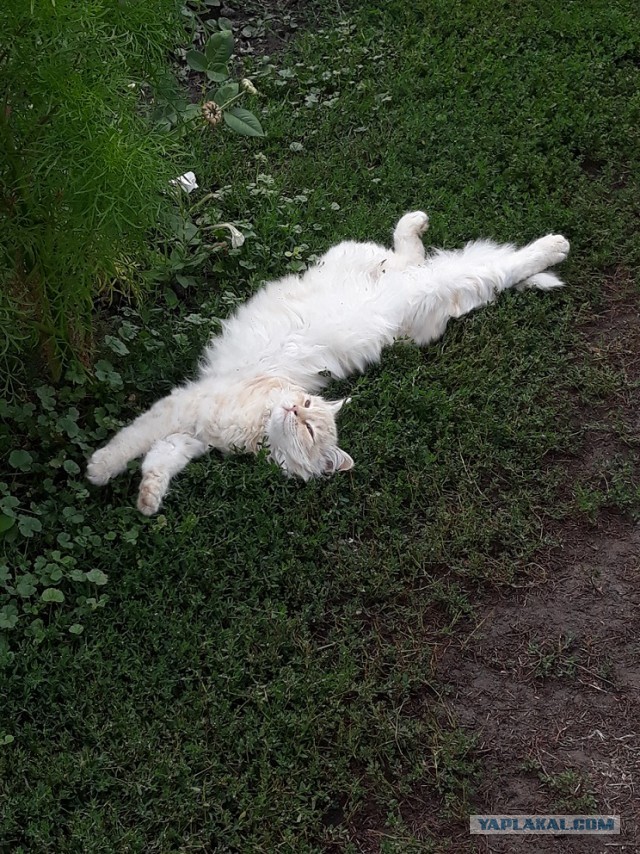 Котовторник?! Коты во вторник!