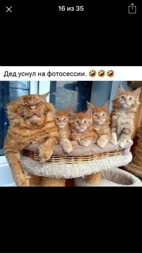 Котовторник?! Коты во вторник!