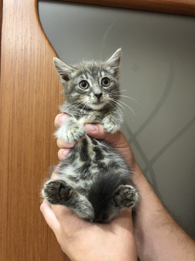 Эти забавные животные