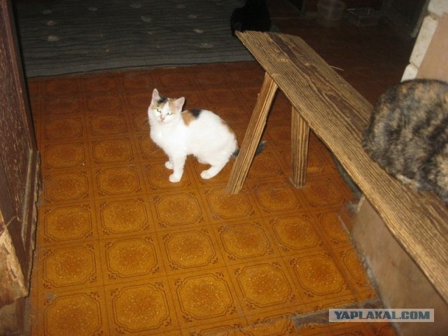 Жизнь домашнего приюта для котеек 314