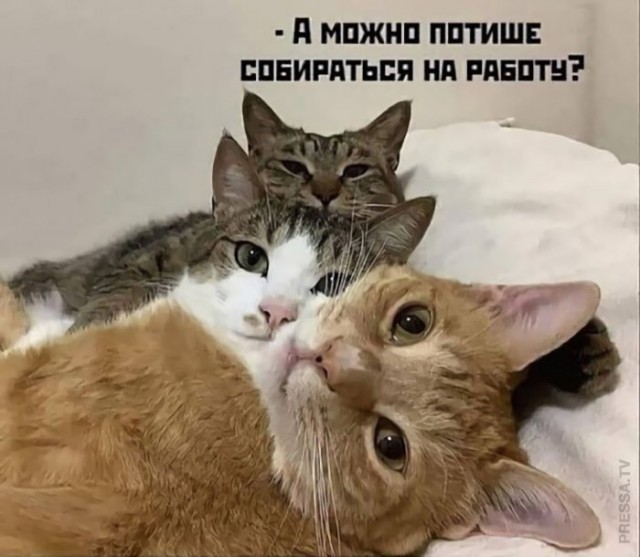 Картинки и мемы для настроения 027