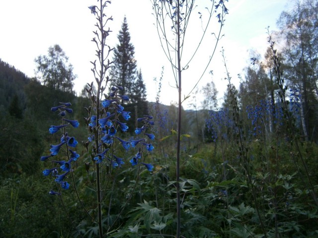 На конягах по Алтаю