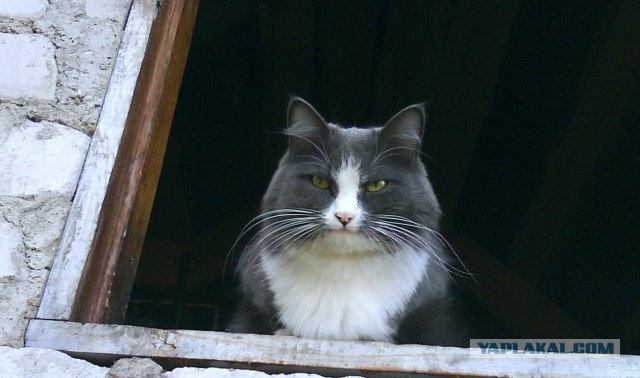Товарищ Котофеев