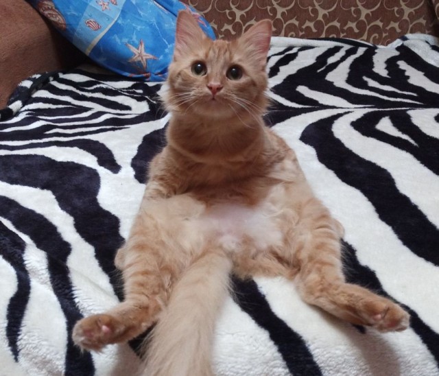 Котики бывают разные - черные, белые, и все классные