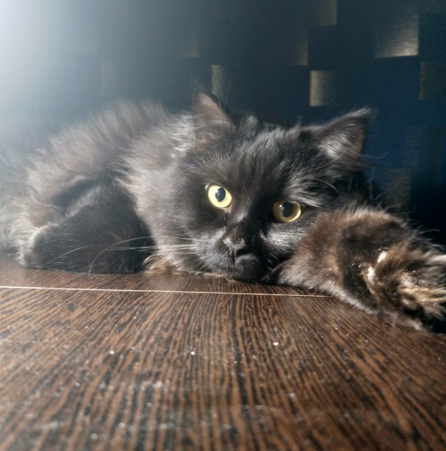 Котовторник же!