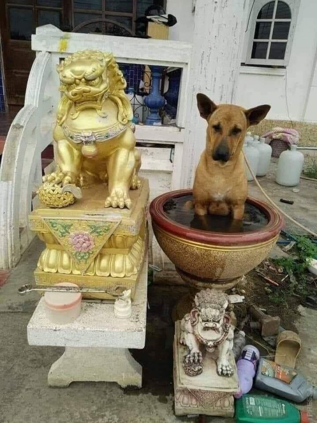 ПозитиФ Чик