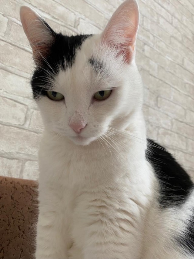 Разные котики