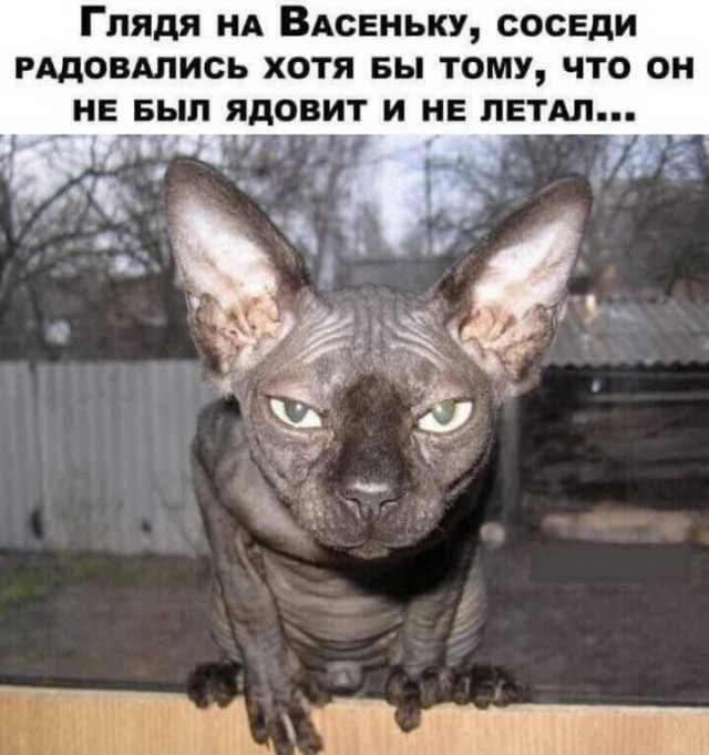 Злые котики - к последнему летнему котовторнику