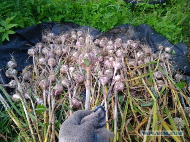 Дача (Хвастаемся). Не продаётся. Просто показываю. Красивое! Вспомним лето перед зимой
